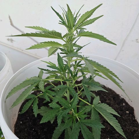 Mamba Negra growlog timeline photo