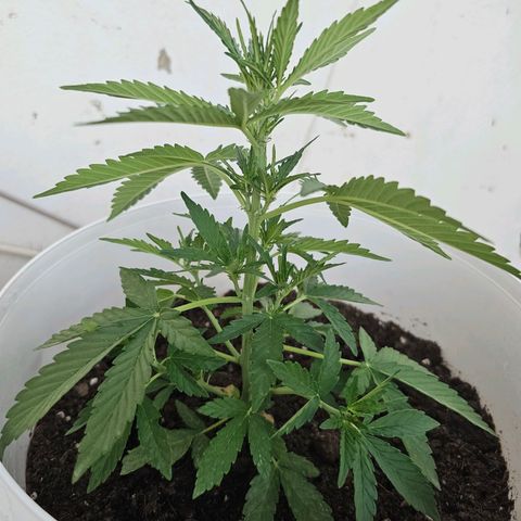 Mamba Negra growlog timeline photo