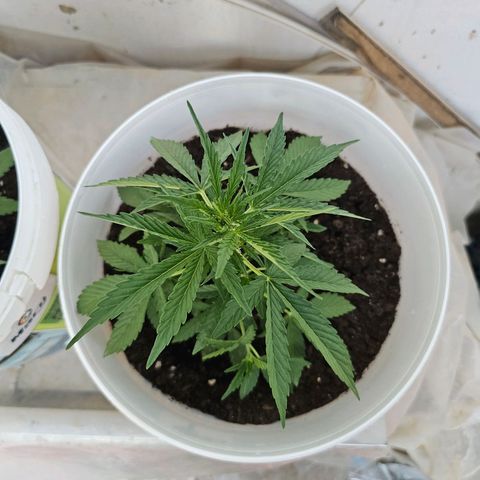Mamba Negra growlog timeline photo