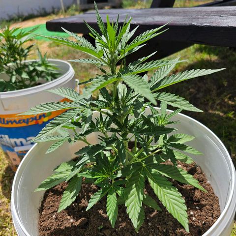 Mamba Negra growlog timeline photo