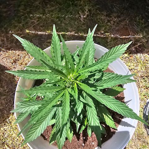 Mamba Negra growlog timeline photo