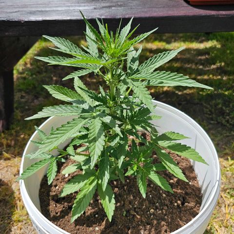 Mamba Negra growlog timeline photo