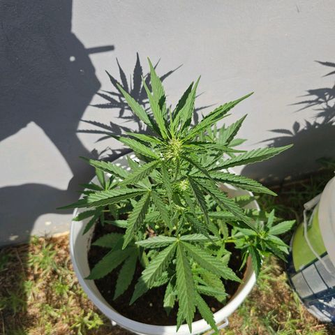 Mamba Negra growlog timeline photo