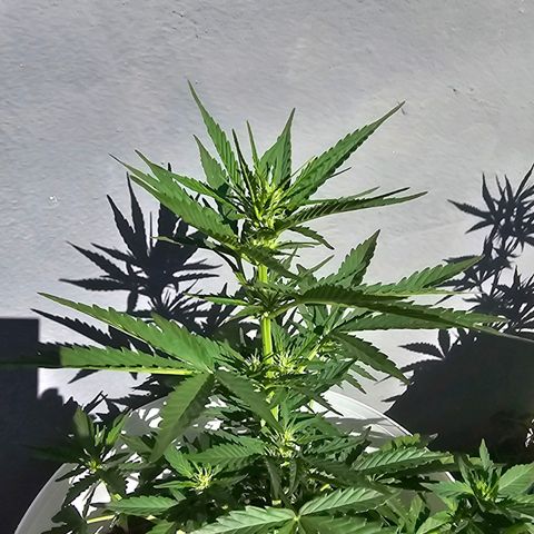 Mamba Negra growlog timeline photo