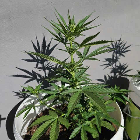 Mamba Negra growlog timeline photo