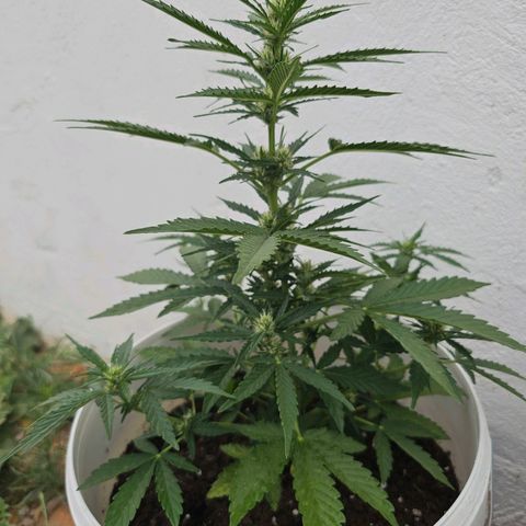 Mamba Negra growlog timeline photo