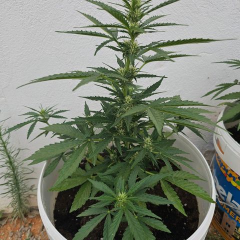 Mamba Negra growlog timeline photo