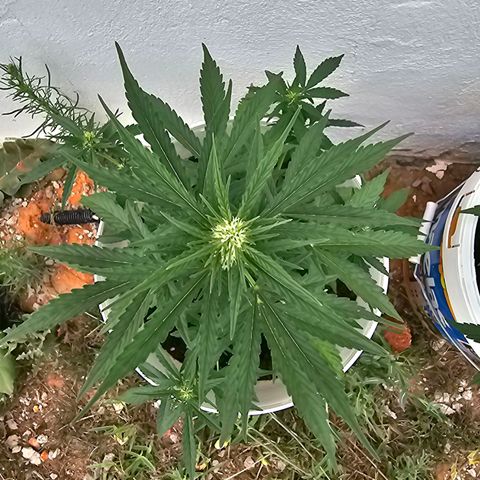 Mamba Negra growlog timeline photo