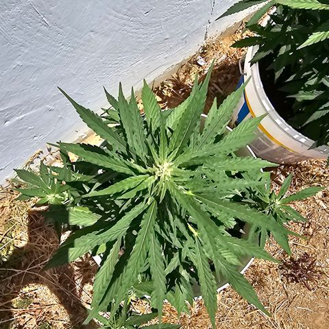 Mamba Negra growlog timeline photo