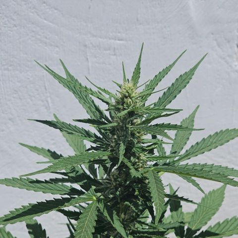 Mamba Negra growlog timeline photo