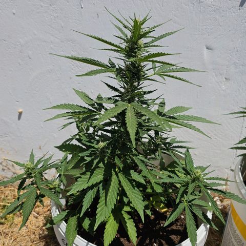 Mamba Negra growlog timeline photo