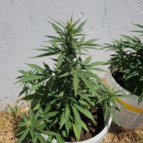 Mamba Negra growlog timeline photo