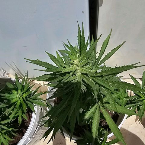 Mamba Negra growlog timeline photo