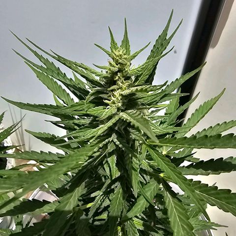 Mamba Negra growlog timeline photo