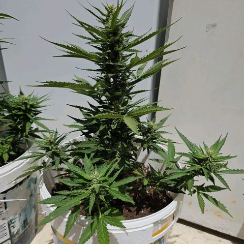 Mamba Negra growlog timeline photo