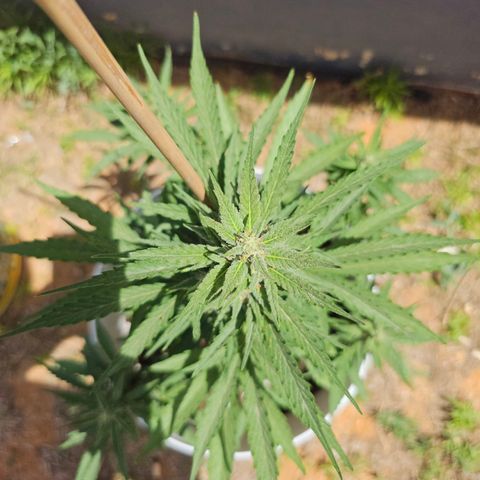 Mamba Negra growlog timeline photo