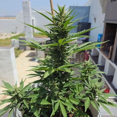 Mamba Negra growlog timeline photo