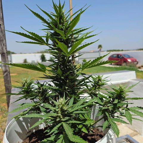 Mamba Negra growlog timeline photo