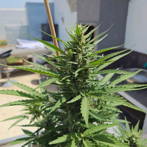 Mamba Negra growlog timeline photo