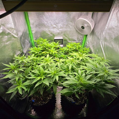 Florinda, Flórida, Florência e Fortuna  growlog timeline photo