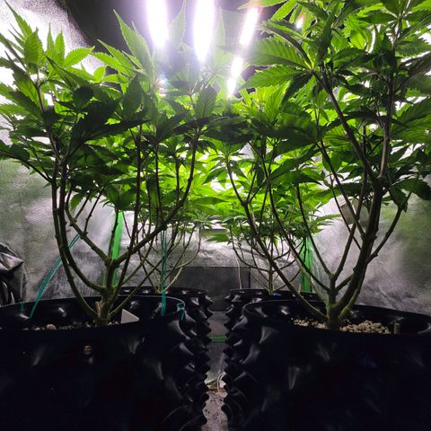 Florinda, Flórida, Florência e Fortuna  growlog timeline photo