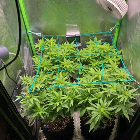 Florinda, Flórida, Florência e Fortuna  growlog photo: Hoje chegou a tela de scrog e o filtro de Carvão, achei que a tela poderia ser um pouco maior nas laterais mas juntei mais as plantas no centro do grow para conseguir aproveitar melhor a tela de scrog 