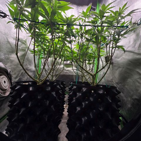 Florinda, Flórida, Florência e Fortuna  growlog photo: Plantas saudáveis, hoje fiz uma defolhacao e entramos para segunda semana de flora e a quantidade dos nutrientes foram aumentadas de acordo com a tabela da biobizz 