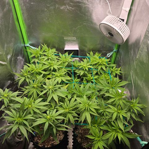 Florinda, Flórida, Florência e Fortuna  growlog photo: Plantas saudáveis, hoje fiz uma defolhacao e entramos para segunda semana de flora e a quantidade dos nutrientes foram aumentadas de acordo com a tabela da biobizz 