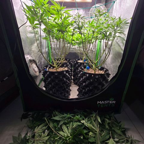 Florinda, Flórida, Florência e Fortuna  growlog photo: Plantas saudáveis, hoje fiz uma defolhacao e entramos para segunda semana de flora e a quantidade dos nutrientes foram aumentadas de acordo com a tabela da biobizz 