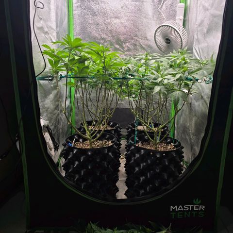 Florinda, Flórida, Florência e Fortuna  growlog photo: Plantas saudáveis, hoje fiz uma defolhacao e entramos para segunda semana de flora e a quantidade dos nutrientes foram aumentadas de acordo com a tabela da biobizz 