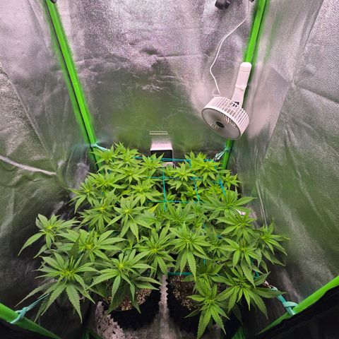 Florinda, Flórida, Florência e Fortuna  growlog photo: Plantas saudáveis, hoje fiz uma defolhacao e entramos para segunda semana de flora e a quantidade dos nutrientes foram aumentadas de acordo com a tabela da biobizz 