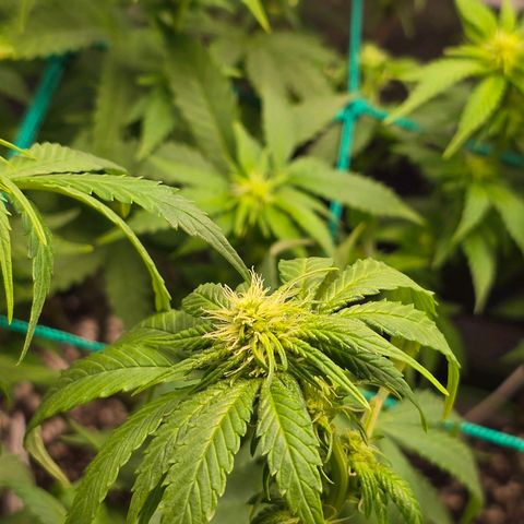 Florinda, Flórida, Florência e Fortuna  growlog photo: Buds estão começando a ganhar forma, estava com problema de fungo no solo das 4 plantas, joguei mais substrato por cima e no final de toda rega estou fazendo aplicação de EM5 em uma diluição um pouco mais forte que o recomendado (4 ml em 1,5L). Fiz uma defolhacao para a luz pegar mais diretamente nas buds. Agora é aguardar para ver os resultados.