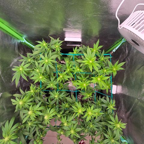 Florinda, Flórida, Florência e Fortuna  growlog photo: Buds estão começando a ganhar forma, estava com problema de fungo no solo das 4 plantas, joguei mais substrato por cima e no final de toda rega estou fazendo aplicação de EM5 em uma diluição um pouco mais forte que o recomendado (4 ml em 1,5L). Fiz uma defolhacao para a luz pegar mais diretamente nas buds. Agora é aguardar para ver os resultados.