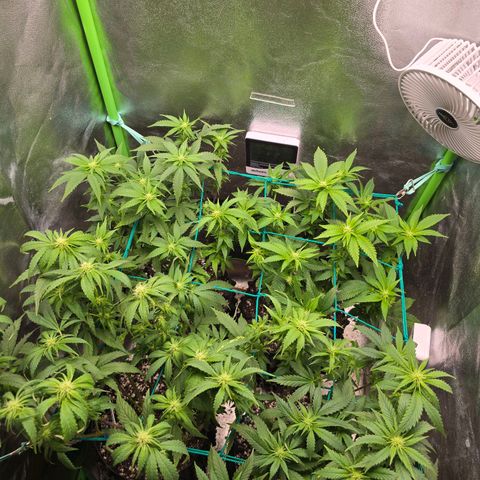 Florinda, Flórida, Florência e Fortuna  growlog photo: Buds estão começando a ganhar forma, estava com problema de fungo no solo das 4 plantas, joguei mais substrato por cima e no final de toda rega estou fazendo aplicação de EM5 em uma diluição um pouco mais forte que o recomendado (4 ml em 1,5L). Fiz uma defolhacao para a luz pegar mais diretamente nas buds. Agora é aguardar para ver os resultados.