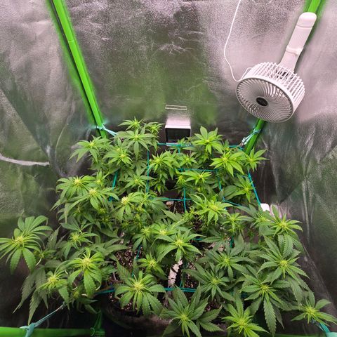 Florinda, Flórida, Florência e Fortuna  growlog photo: Buds estão começando a ganhar forma, estava com problema de fungo no solo das 4 plantas, joguei mais substrato por cima e no final de toda rega estou fazendo aplicação de EM5 em uma diluição um pouco mais forte que o recomendado (4 ml em 1,5L). Fiz uma defolhacao para a luz pegar mais diretamente nas buds. Agora é aguardar para ver os resultados.