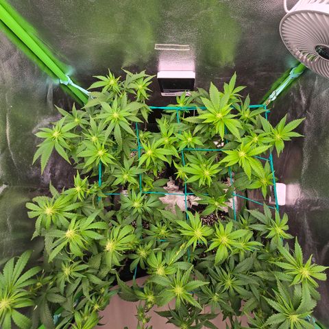 Florinda, Flórida, Florência e Fortuna  growlog photo: Buds estão começando a ganhar forma, estava com problema de fungo no solo das 4 plantas, joguei mais substrato por cima e no final de toda rega estou fazendo aplicação de EM5 em uma diluição um pouco mais forte que o recomendado (4 ml em 1,5L). Fiz uma defolhacao para a luz pegar mais diretamente nas buds. Agora é aguardar para ver os resultados.