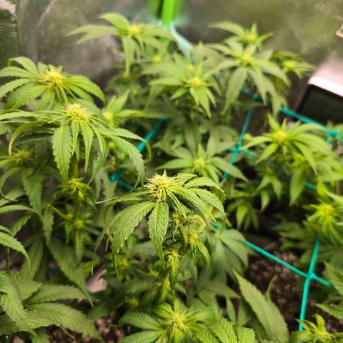 Florinda, Flórida, Florência e Fortuna  growlog photo: Buds estão começando a ganhar forma, estava com problema de fungo no solo das 4 plantas, joguei mais substrato por cima e no final de toda rega estou fazendo aplicação de EM5 em uma diluição um pouco mais forte que o recomendado (4 ml em 1,5L). Fiz uma defolhacao para a luz pegar mais diretamente nas buds. Agora é aguardar para ver os resultados.