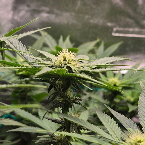 Florinda, Flórida, Florência e Fortuna  growlog photo: Início da 3° semana de flora.