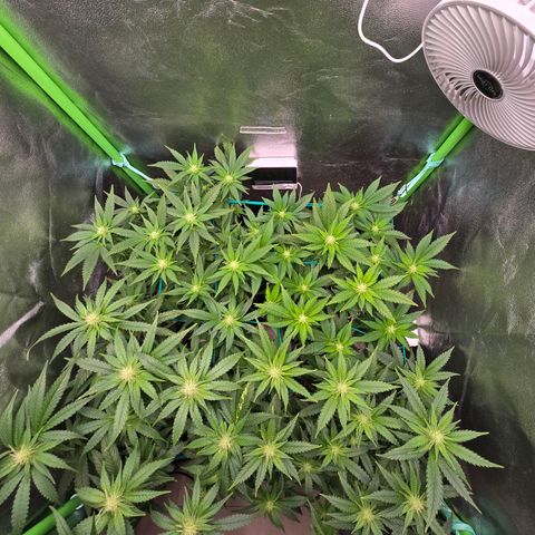 Florinda, Flórida, Florência e Fortuna  growlog photo: Início da 3° semana de flora.