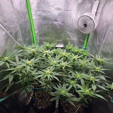 Florinda, Flórida, Florência e Fortuna  growlog photo: Início da 3° semana de flora.