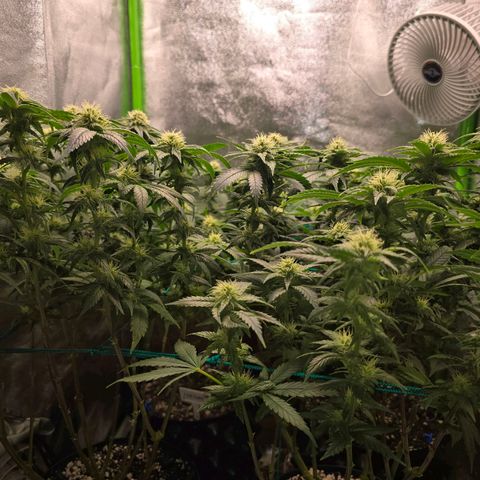 Florinda, Flórida, Florência e Fortuna  growlog photo: Folhas com as pontas queimadas, levei em consideração possível overfert e fiz uma rega apenas com água 