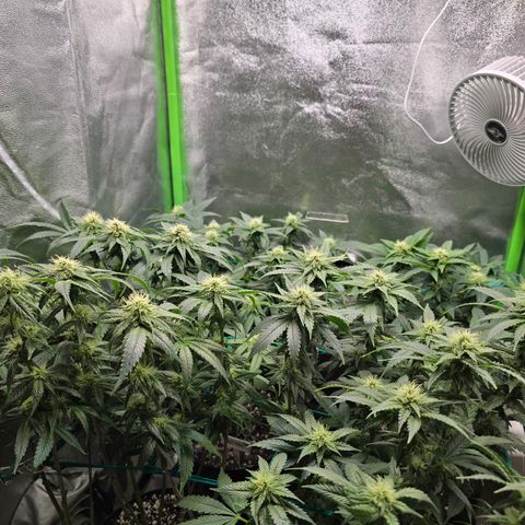 Florinda, Flórida, Florência e Fortuna  growlog photo: Folhas com as pontas queimadas, levei em consideração possível overfert e fiz uma rega apenas com água 