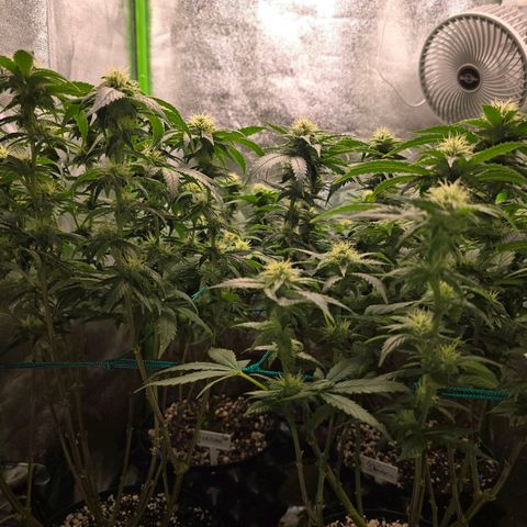 Florinda, Flórida, Florência e Fortuna  growlog photo: Folhas com as pontas queimadas, levei em consideração possível overfert e fiz uma rega apenas com água 