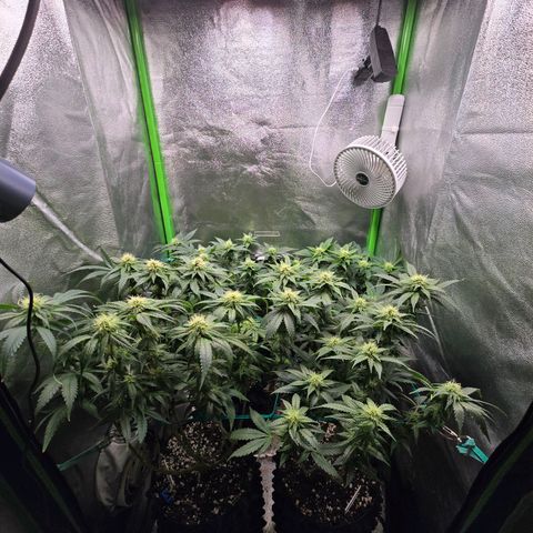 Florinda, Flórida, Florência e Fortuna  growlog photo: Folhas com as pontas queimadas, levei em consideração possível overfert e fiz uma rega apenas com água 