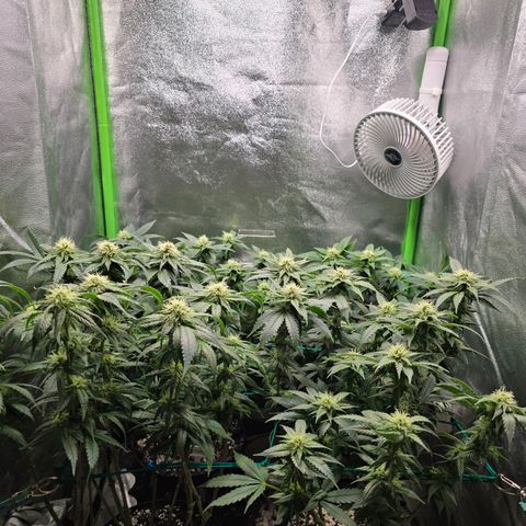 Florinda, Flórida, Florência e Fortuna  growlog photo: Folhas com as pontas queimadas, levei em consideração possível overfert e fiz uma rega apenas com água 