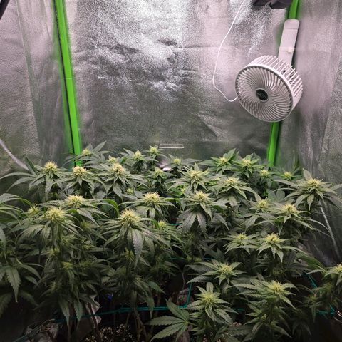 Florinda, Flórida, Florência e Fortuna  growlog photo: Folhas com as pontas queimadas, levei em consideração possível overfert e fiz uma rega apenas com água 