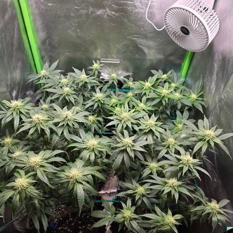 Florinda, Flórida, Florência e Fortuna  growlog photo: Folhas com as pontas queimadas, levei em consideração possível overfert e fiz uma rega apenas com água 