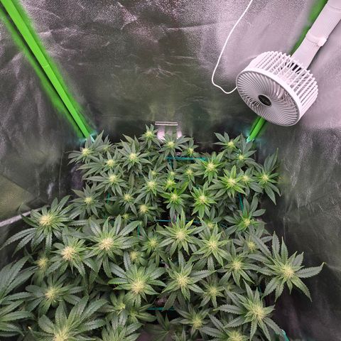 Florinda, Flórida, Florência e Fortuna  growlog photo: Folhas com as pontas queimadas, levei em consideração possível overfert e fiz uma rega apenas com água 