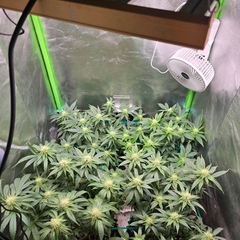 Florinda, Flórida, Florência e Fortuna  growlog photo: Folhas com as pontas queimadas, levei em consideração possível overfert e fiz uma rega apenas com água 