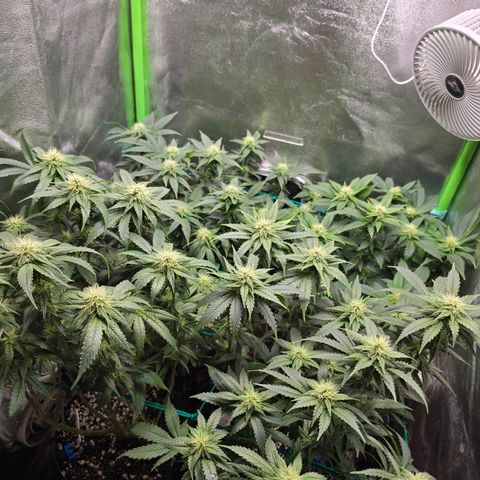 Florinda, Flórida, Florência e Fortuna  growlog photo: Folhas com as pontas queimadas, levei em consideração possível overfert e fiz uma rega apenas com água 